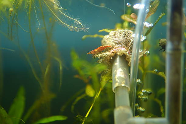 Red cherry shrimp actively explores a submerged filter mesh amidst lush green aquatic plants This vibrant freshwater scene showcases healthy aquarium life