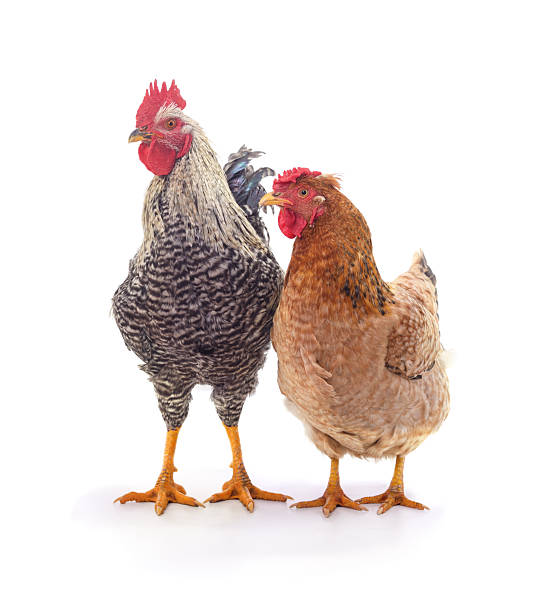 istock Gray rooster and brown hen isolated on a white background. 2254623718
