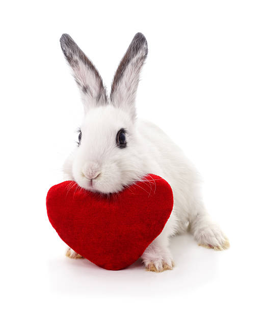 A cute white bunny sitting with a large plush red heart, isolated on a white background.