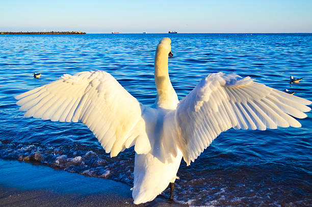 A swan standing on the beach by the water, looking out at the horizon. Shot under bright sunlight with shimmering reflections on the water.