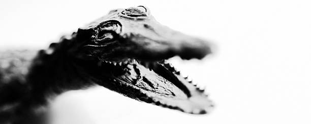 Black and white close-up of a taxidermy juvenile crocodile from a natural history collection. Reduced to form and texture, the image reflects impermanence, scientific classification, and the silent distance between nature and humanity.