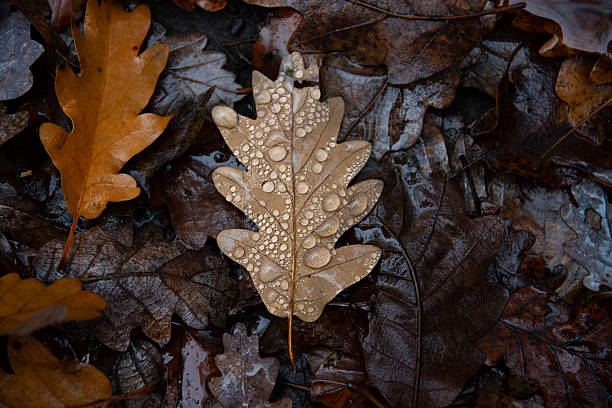 Close-up of an Autumnal Oak Leaf on the ground covered in Dew Drops. Image was taken in the Pilis Mountains, Hungary.