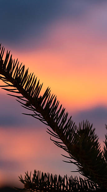 istock Silhouette of pine tree branches against a vibrant sunset sky in winter. 2254625405