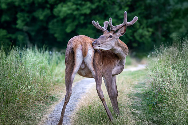 The Red Deer (Cervus elaphus) balking to his friends