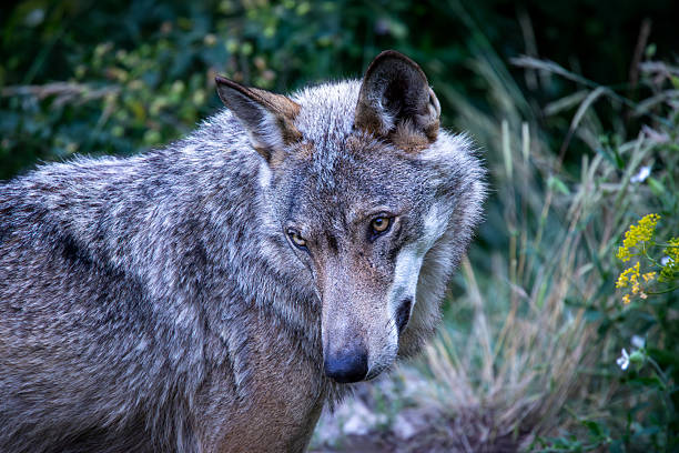 istock Canis lupus italicus (subspecies of the gray wolf, Canis lupus). 2254625592