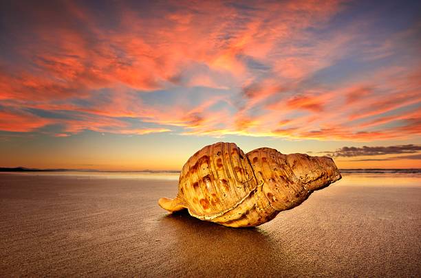Pacific Trumpet Shell on a beach at sunset, on the wet sands