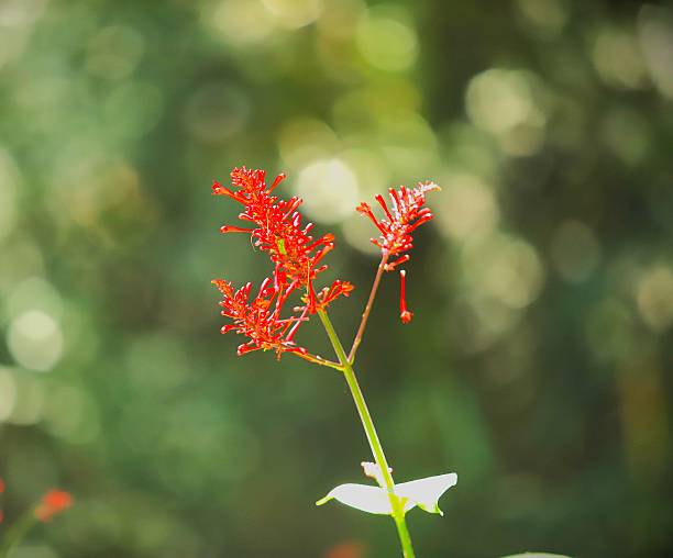 Image of a red flower with a completely blurred background.