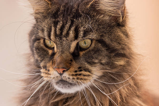 A marble-colored Maine Coon watches attentively