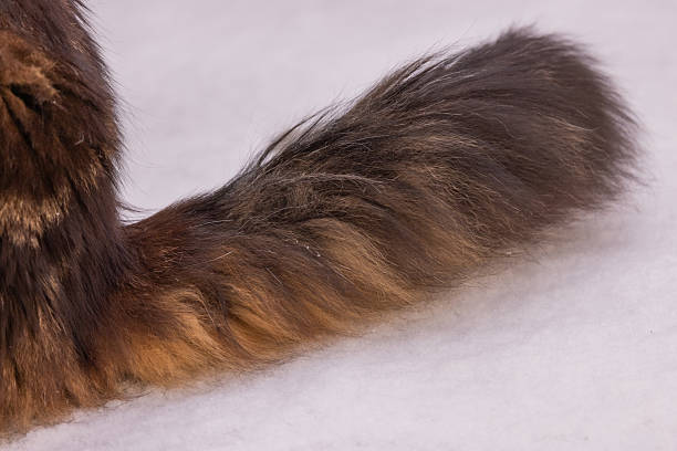 Animal fur scattered on green grass and surrounded by natural outdoor elements, capturing textures and details in a close-up view.