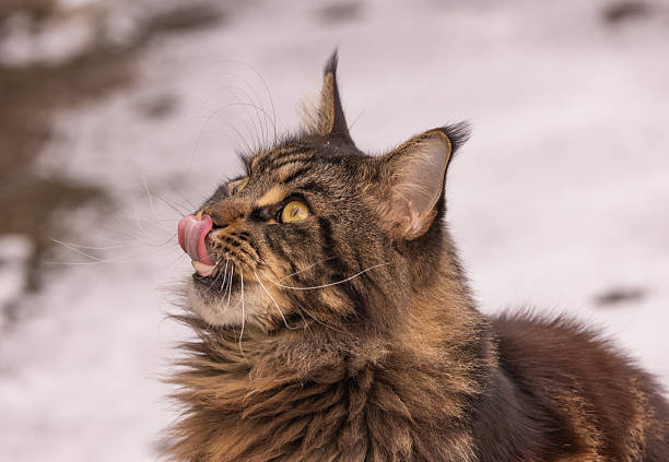 A marble-colored Maine Coon watches attentively