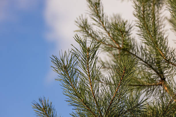 A branch of a young pine tree in winter