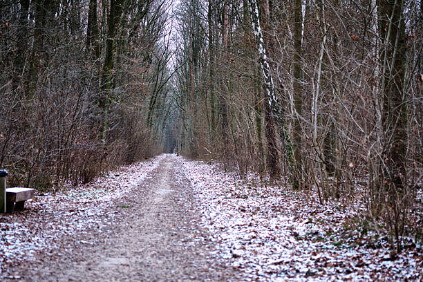 A captivating trail cuts through a hushed forest. Light snow dusts the ground and bare trees reach skyward, casting long shadows across a solitary bench in Deutschland.