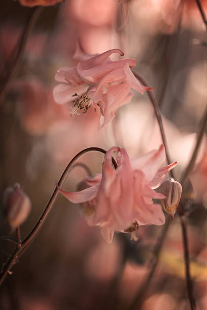 istock Blooming common columbine flowers (Aquilegia vulgaris) in a spring garden 2254627183