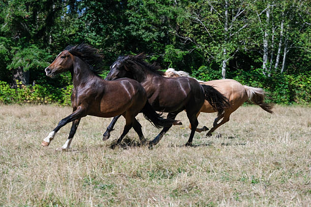 three horses running in a herd