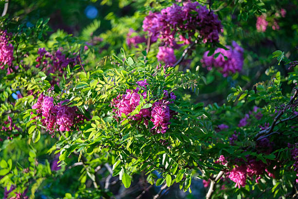 flowers of a purple honey locust tree