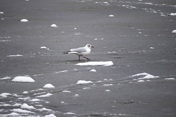 Seagull standing on frozen lake surface with scattered snow and ice. Minimal winter wildlife scene with cold atmosphere and copy space.