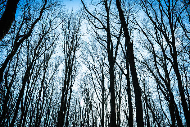 Bare tree branches reaching towards a cold clear blue sky, forming a natural pattern in a winter forest, symbolizing peace and solitude