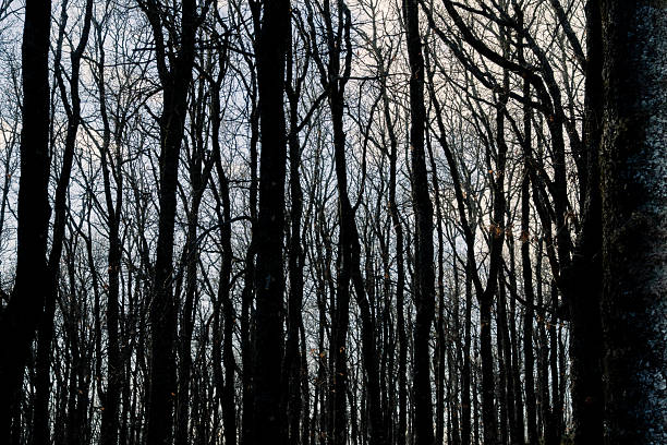 Bare tree trunks and branches standing as dark silhouettes against a cloudy winter sky reflecting cold and wilderness