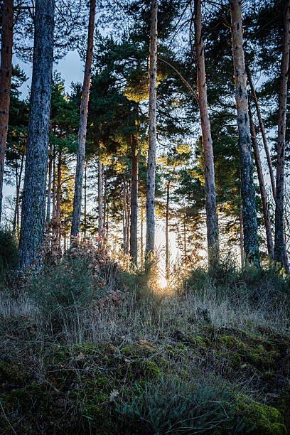 The sun casting a golden glow through the pine tree trunks and branches, enveloping the tranquil woodland in a cozy, inviting light