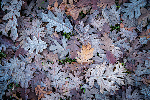 Oak foliage scattered across the woodland floor, forming a rustic pattern of browns and grays. Capturing the essence of autumn