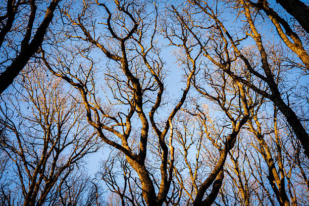 Interwined black tree branches isolated on white sky background.