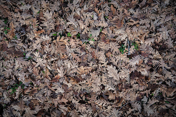The dry oak leaves present a rich brown texture and natural earthy surface, revealing the intricate patterns of autumn's fallen foliage