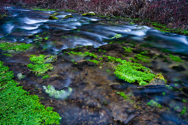 The beauty of nature - water in the forest