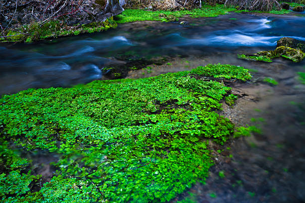 Stream Flowing through Forest