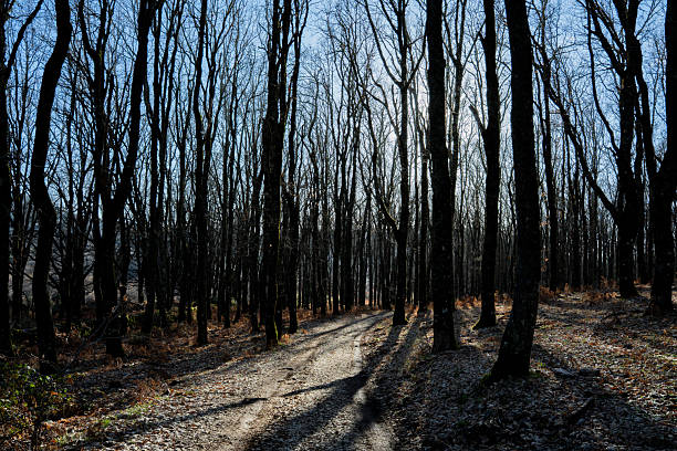 Forest path winding through bare trees, long shadows stretching across the ground, sunlight breaking through branches creating light and shadow patterns
