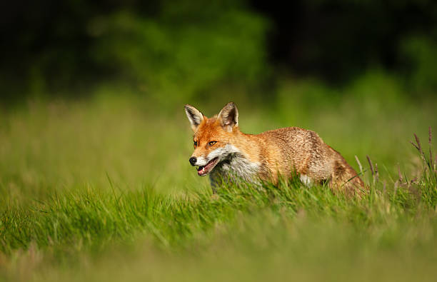 istock Red fox walking on green grass in meadow 2254630889