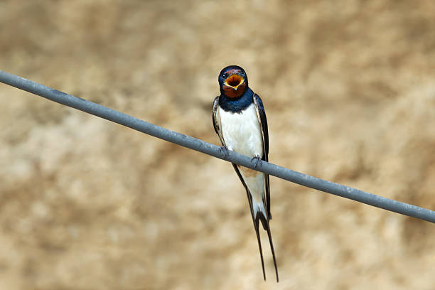 A barn swallow (Hirundo rustica) perched on a metal wire calling out with its beak open, Bulgaria.