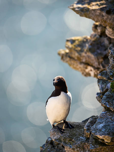 istock Razorbill seabird perched on cliff edge by ocean 2254631536