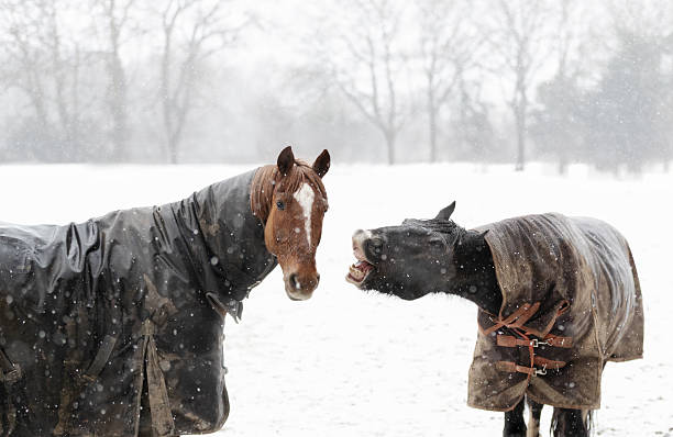 Work horses in a snow covered field during snowstrom