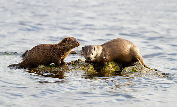 istock European otter mother and cub resting on algae covered rock 2254632390