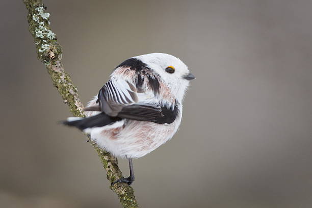 istock Long-tailed Tit (Aegithalos caudatus) Perched on Mossy Branch in Winter 2254632486