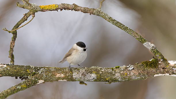 Common bird of the Czech Republic