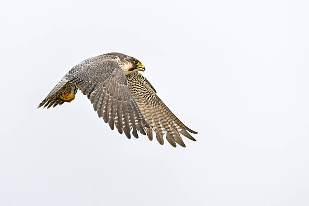 A medium sized bird of prey taking to flight.
