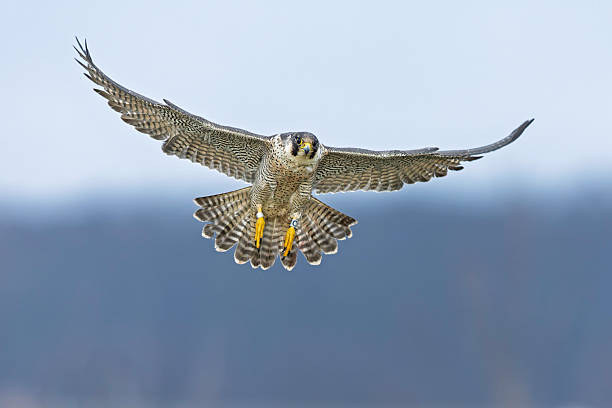 istock A female peregrine falcon (Falco peregrinus) in flight. 2254633394