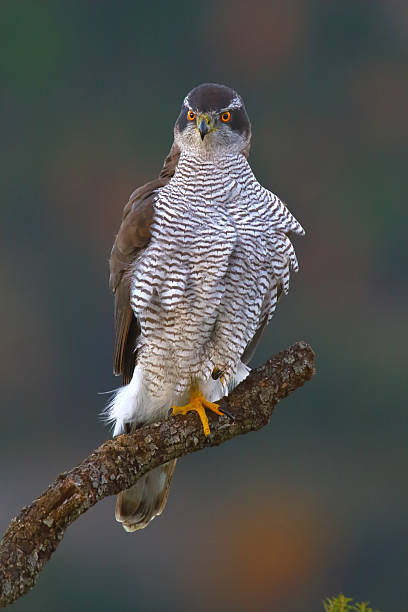 istock A  goshawk, Accipiter gentilis, high on a branch of a dry tree. 2254633644