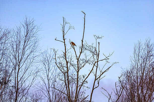 A small bird sits perched on a thin branch of a leafless tree, silhouetted against the soft blue sky