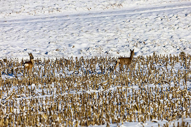 Two roe deer navigate a winter landscape, with one looking alert amidst harvested corn stubble and snow-covered ground