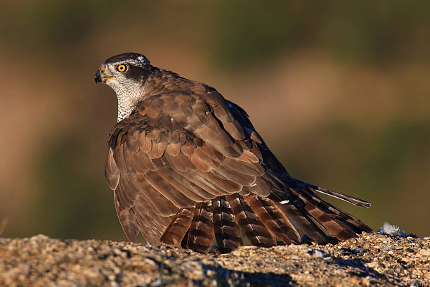 istock A common goshawk, Accipiter gentilis, has hunted a pigeon. 2254633989