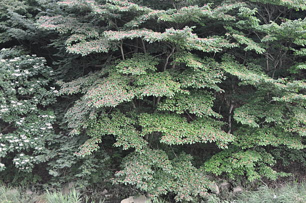 istock Giant dogwood Cornus controversa of Cornaceae is a deciduous tree with tiered horizontal branches and white flowers. This is an authentic optical photography on location 2254635331