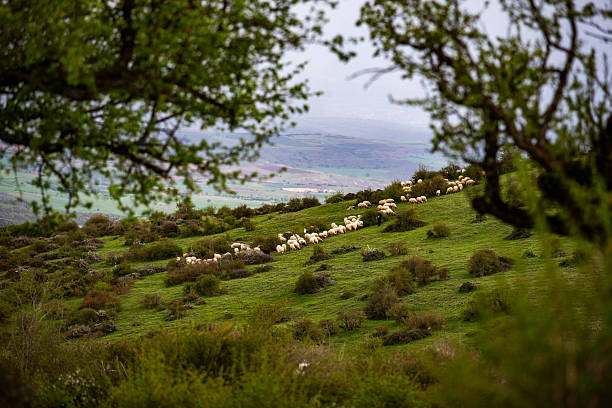 Flock of sheep grazing in landscape in summer. Coppice of oaks and poplars and willows valley with green - Rebaño de Ovejas pastando en en paisaje en el verano . Garfin . Leon. Spain . Zona de monte bajo de robles y valle con chopos y sauces verdes . Garfín . León . España