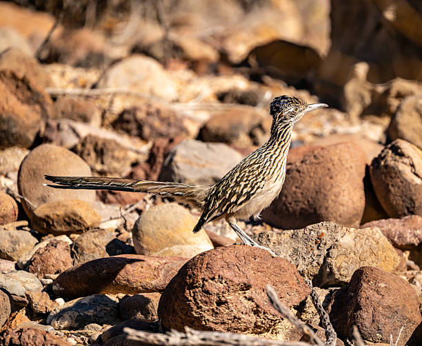istock Roadrunner Perched On Brown Rock And Looks Out 2254636027