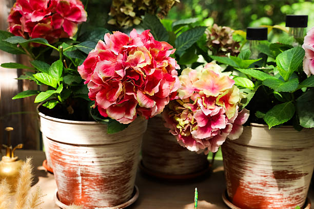 Hydrangea growth in a small business Greenhouse in Holland as a sign of sustainability
