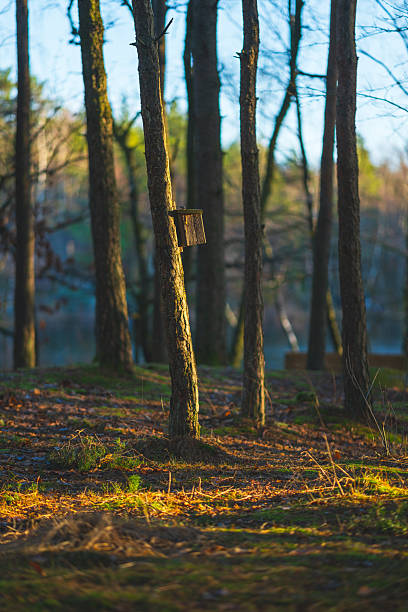 istock Small wooden birdhouse attached to tree in forest. 2254638175