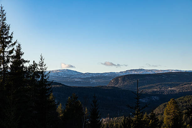 Scenic forest landscape with evergreen trees in the foreground and distant snow-covered mountain ridges in the background. Clear blue sky and soft natural light create a calm and expansive outdoor scene suitable for nature, travel, environment, and wilderness concepts.