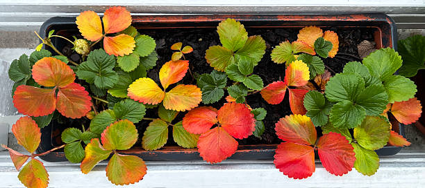 Strawberry seedlings in autumn. A rectangular pot with strawberry seedlings displaying leaves in a variety of colors, from deep green to shades of yellow, orange, and red.