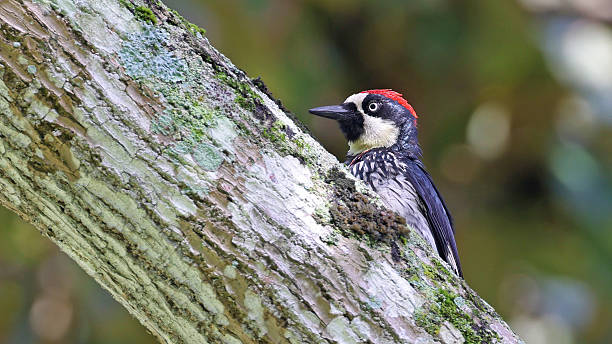 istock Acorn woodpecker (Melanerpes formicivorus) on a trunk, Guatemala (Melanerpes formicivorus) on a trunk, Guatemala 2254640140